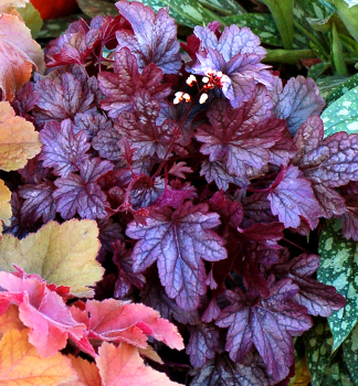 Heuchera hybridn� �SHANGHAI��, kont. 0,5 l