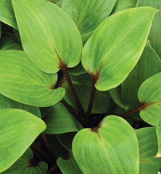 Hosta �PURPLE HEART�� kont. 0,5 l