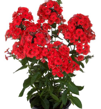 Flox metlinat� �FLAME� RED� kont. 0,5 l