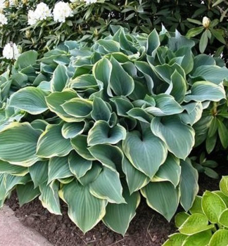 Hosta �REGAL SPLENDOR� kont. 0,5 l
