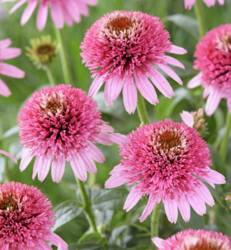 Echinacea hybridn� �BUTTERFLY KISSES�� kont. 0,5 l