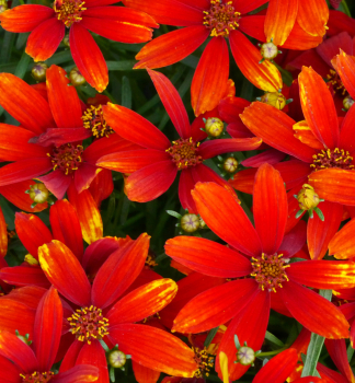 Kr�snoo�ko hybridn�  �LADYBIRD�� kont. 0,5 l