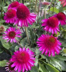 Echinacea hybridn� �DELICIOUS CANDY�� kont. 1 l