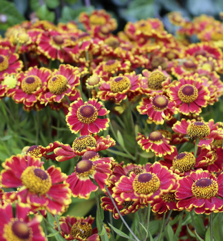 Hel�nium hybridn� �BANDERA�� kont. 0,5 l