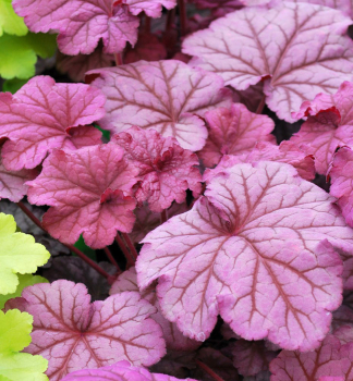Heuchera hybridn� �BERRY SMOOTHIE�� kont. 0,5 l