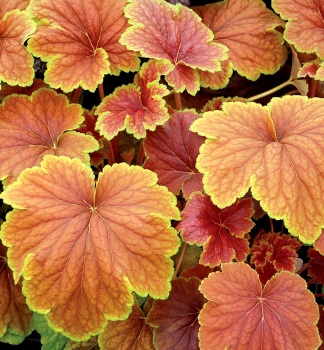 Heuchera hybridn� �DELTA DAWN�� kont. 0,5 l