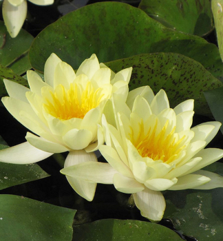 Lekno mrazuvzdorn� �MARLIACEA CHROMATELLA� kont. 1 l