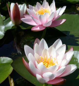 Lekno �MARLIACEA ROSEA� kont. 1 l
