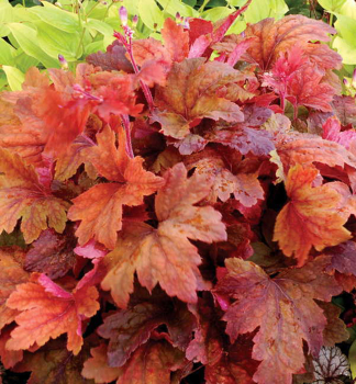 Heucherela hybridn� �SWEET TEA�� kont. 0,5 l