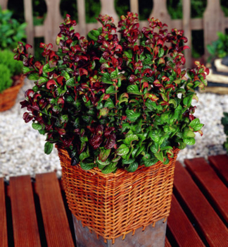 Leukote axillaris �CURLY RED�� 20-30 cm, kont. 2 l
