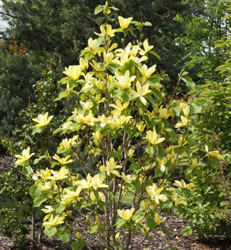 Magn�lia hybridn� �DAPHNE� na kmienku 140 cm, kont. 5 l