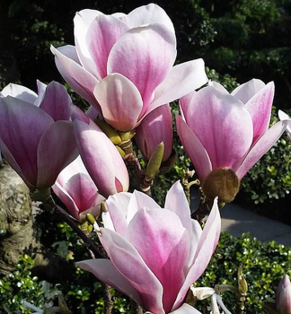 Magn�lia hybridn� �SATISFACTION� 70-80 cm, kont. 5 l