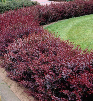 Dr�� Thunbergov �ATROPURPUREA NANA� 10-15, kont. 1,4 l