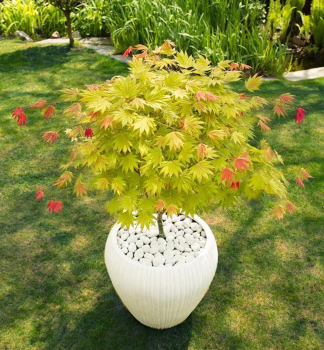 Javor japonsk� �MOONRISE�� na kmienku 50 cm, kont. 7,5 l
