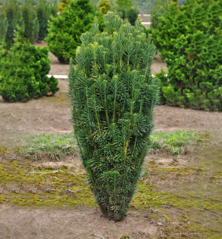 Patis Harringtonov �FASTIGIATA� 30-40 cm, kont. 3 l