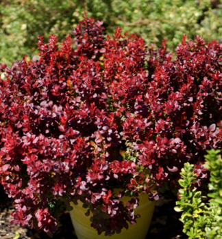 Obr�zok (2)
