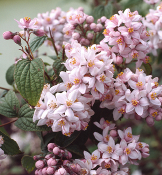 Trojpuk hybridn� �PERLE ROSE� 50-60 cm, kont. 3 l