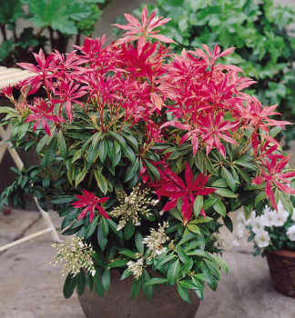 Pieris japonsk� �FOREST FLAME� 20-30 cm, kont. 2 l