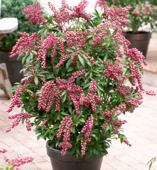 Pieris japonsk� �PASSION� 20-30 cm, kont. 2 l