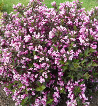Vajgela kvetnat� �NANA PURPUREA� 10-15 cm, kont. 1,4 l