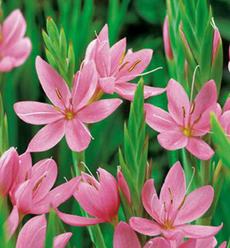 Schizostylis coccinea �MRS. HEGARTY� kont. 0,5 l