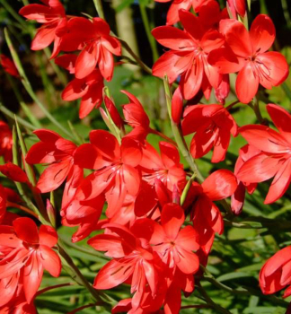 Schizostylis coccinea �MAJOR�, kont. 0,5 l