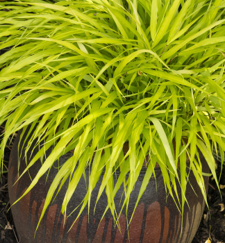Hakonechloa �ALL GOLD�� kont. 2 l