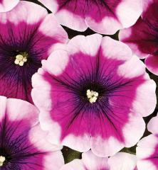 Pet�nia vzpriamen� �CRAZYTUNIA�PASSION PUNCH�, kont. 0,3 l