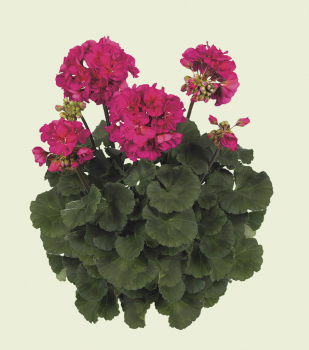 Obr�zok (1)