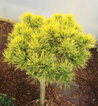 Borovica horsk� �CARSTEN�S WINTERGOLD� na kmienku 40 cm, kont. 7,5 l