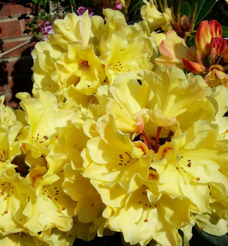 Rododendron hybridn� �SAFFRANO� 30-40 cm, kont. 3 l