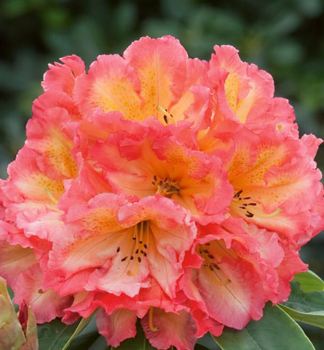 Rododendron hybridn� �SCYPHOCALIX� 30-40 cm, kont. 5 l