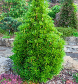 D�dnikovec praslenov� 20-30 cm, kont. 2,5 l