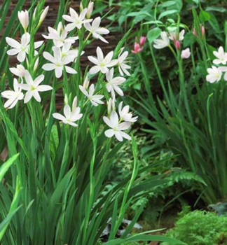 Schizostylis coccinea �ALBA�, kont. 0,5 l