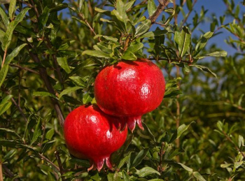 Obr�zok (1)