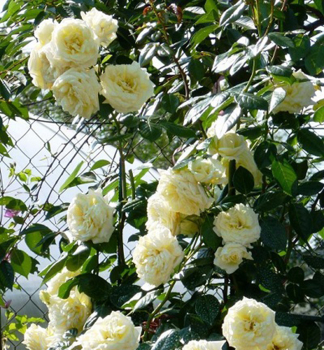Ru�a pop�nav� �ELFE�� *** Tantau, kont. 6 l