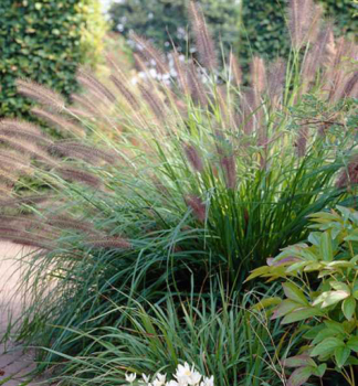 Perovec psiarkovit� �VIRIDESCENS�, kont. 2 l