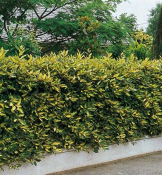 Hlo�ina pich�av� �MACULATA� 40-50 cm, kont. 2 l