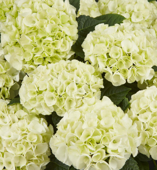 Hortenzia kalinolist� SAXON� �BRIGHT WHITE� 10-15 cm, kont. 4 l