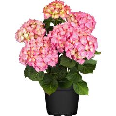 Obr�zok (5)