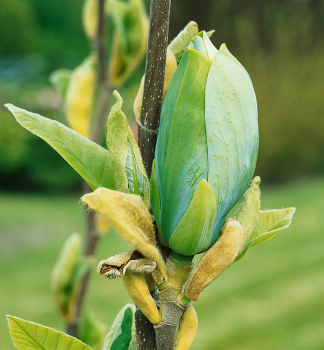 Magn�lia hybridn� �BLUE BABY� 60-70 cm, kont. 7 l