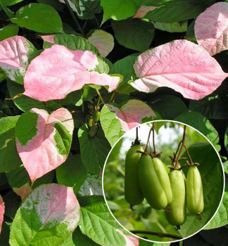 Mini kiwi pestrolist� �VITAKOLA�� 40-50 cm, kont. 2 l