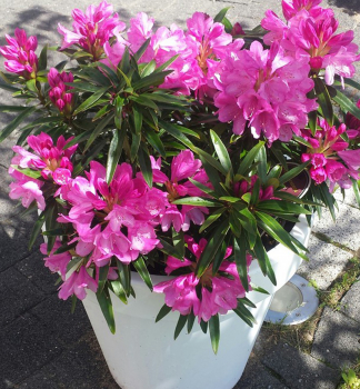 Rododendron hybridn� �GRAZIELLA� 40-50 cm, kont. 2 l