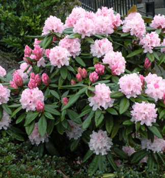 Rododendron hybridn� �CHRISTMAS CHEER� 30-40 cm, kont. 5 l