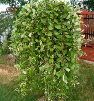 V�ba japonsk� �PENDULA� na kmienku 100 cm, kont. 4 l