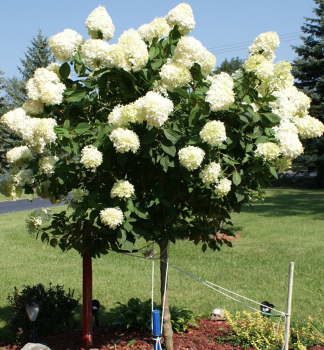 Hortenzia metlinat� �LIMELIGHT�� na kmienku 50 cm, kont. 4,5 l