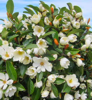 Magn�lia �FAIRY MAGNOLIA CREAM�� 80-90 cm, kont. 3 l