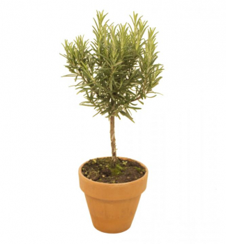 Rozmar�n lek�rsky na kmienku 15 cm, kont. 1,5 l
