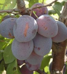 Obr�zok (1)
