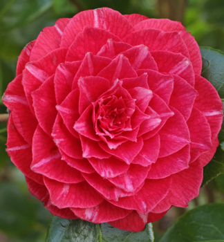 Kam�lia japonsk� �PRINCESS BACIOCCHI� 15-20 cm, kont. 0,5 l